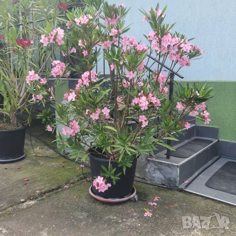 Зокум/олеандър 2 висок 170см, снимка 4 - Градински цветя и растения - 41319495