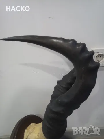 Уникален Трофей Рога с Черап от Антилопа Сейбъл 100% Автентичен, снимка 7 - Други - 48290351