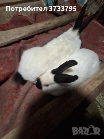 Калифорнийски зайци, снимка 7 - Други - 52656232