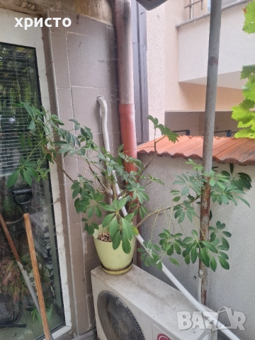 Продавам шефлера 10лв., снимка 3 - Стайни растения - 51864178