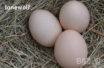 Яйца за люпене от Шведска Цветна Кокошка, снимка 4 - Кокошки и пуйки - 53708567