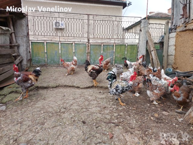 Продавам яйца от смесено стадо кокошки , снимка 4 - Кокошки и пуйки - 44311606