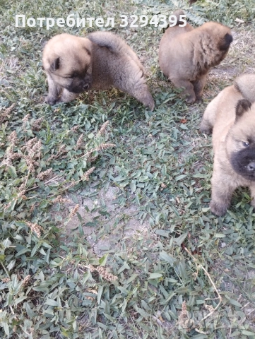 чау чау, снимка 4 - Чау Чау - 49040809