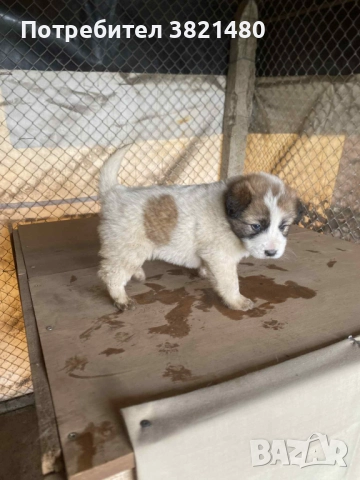 Каракачански кученца , снимка 7 - Каракачанска овчарка - 52618838