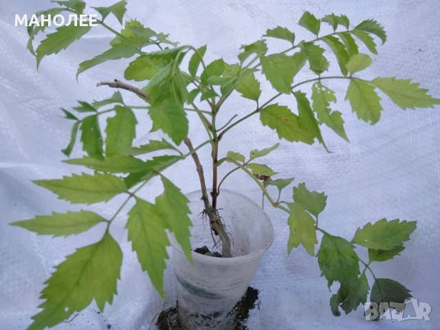 🪷🪴🪷 Текома 🪷🪷🪻, снимка 2 - Градински цветя и растения - 53447330