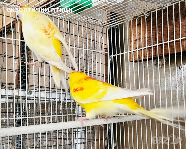 Продавам Пойни Папагали , снимка 3 - Папагали - 52732628