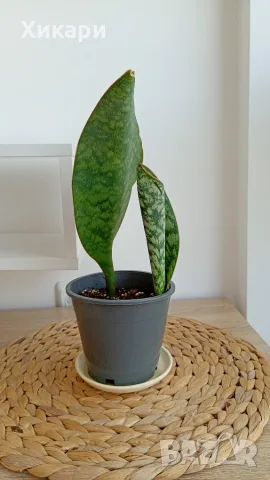 Сансевиера - Sansevieria Whale Fin, снимка 3 - Стайни растения - 55769301