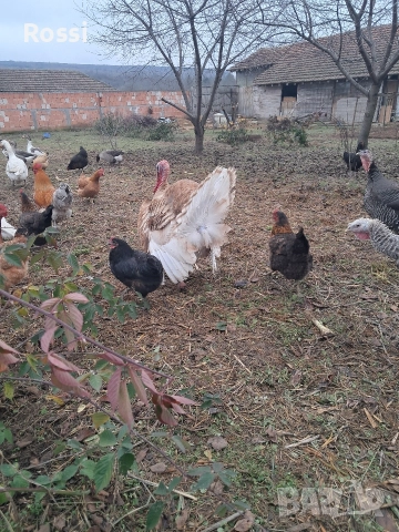 Пуяк за разплод, снимка 3 - Кокошки и пуйки - 52865772