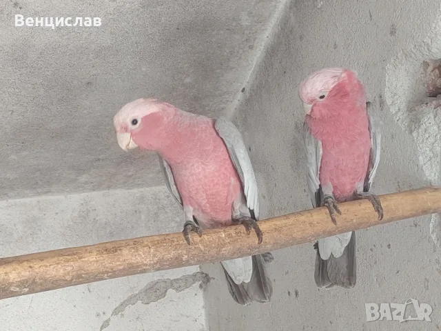 какаду и синьочела амазона