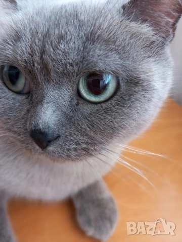 Британка колор пойнт , снимка 6 - Британска късокосместа - 53051467