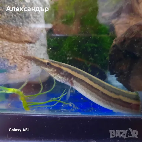 макрогнатус арал