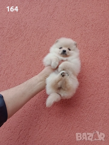 Женски Померани. Снимки от 18.02.26 г. , снимка 5 - Померан - 53520592