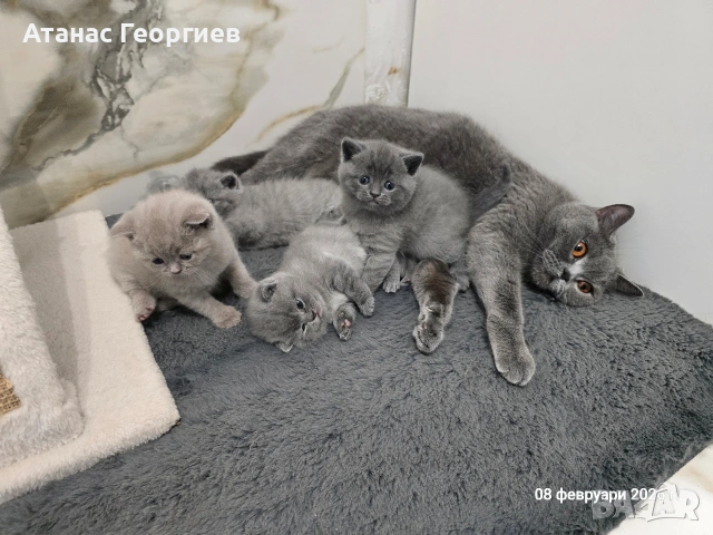 Британски късокосмести чистокръвни котенца. , снимка 4 - Британска късокосместа - 53451104