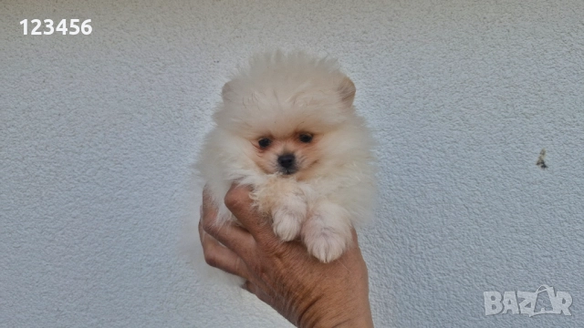 Померанчета, снимка 2 - Померан - 52770127