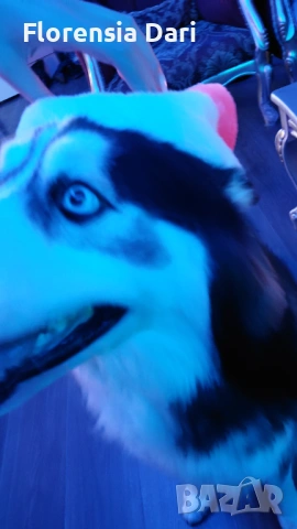 Сибирска хъска