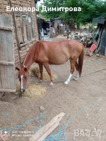 Продава се кобила 