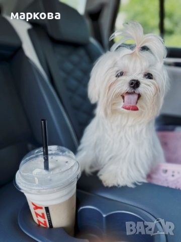 Малтезе,малтийска болонка