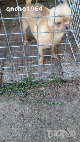 чихуахуа мъжки , снимка 5 - Чихуахуа - 52033406