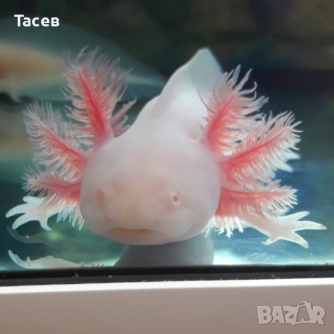 Аксолотъл 7-8см