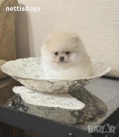 Уникални Мини Померани с родословие, снимка 2 - Померан - 48613576