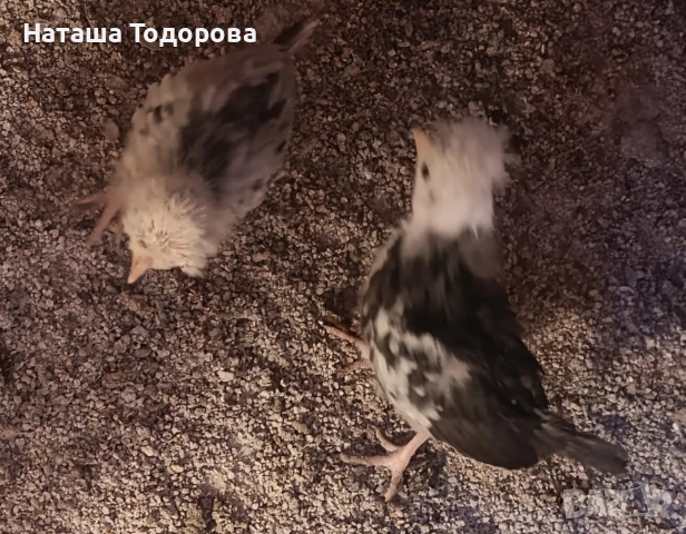 Пилета холандска носачка 