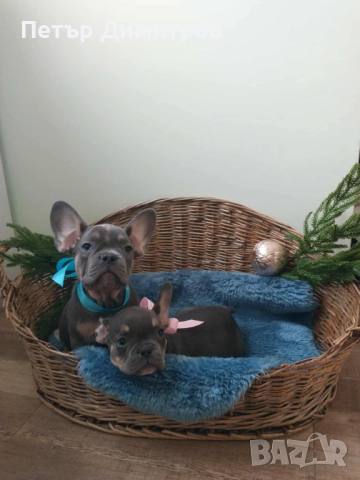 Френски булдог френски булдог , снимка 2 - Френски булдог - 52544283