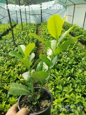 лавровишна 4лв