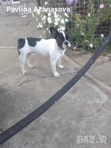 Продавам мъжки френски булдог , снимка 1