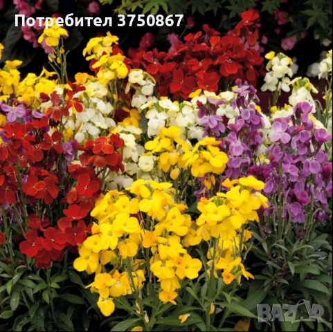 💚🩷💚 Шибой - Sugar Rush Mix