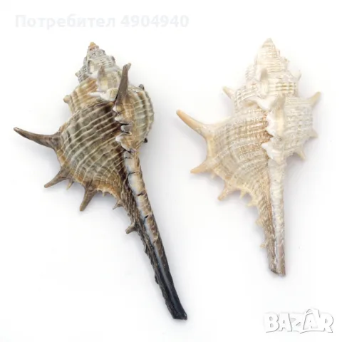 красиви морски раковини