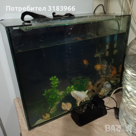 голям аквариум с рибки оборудван 50 х 40 х 24, снимка 14 - Аквариуми - 53830698
