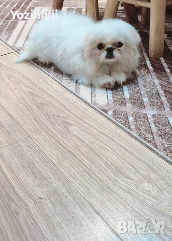 кралски пекинез момче, снимка 5 - Пекинез - 52804304