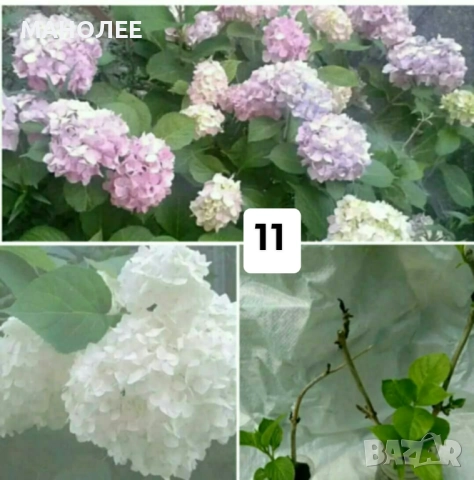 15 вида цветя и растения, снимка 11 - Градински цветя и растения - 51604084