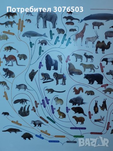 Бозайниците на света, снимка 1