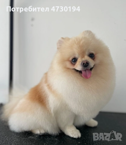 Pomeran mini , снимка 6 - Померан - 53387121