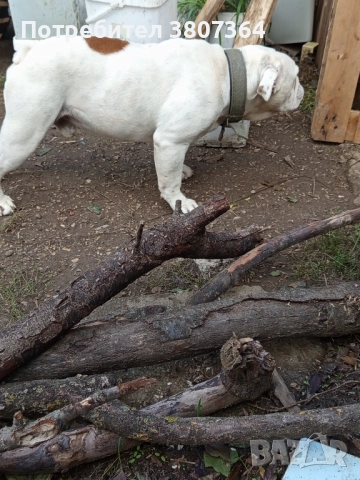 Свободен за разплод мъжки Английски булдог , снимка 8 - Английски булдог - 51313446