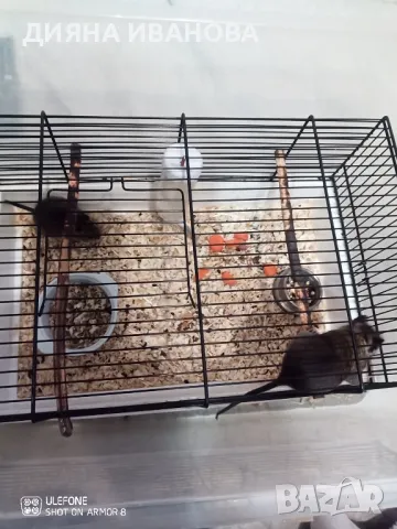 КАТЕРИЧКИ ДЕГУ, снимка 7 - Морски свинчета - 48394568