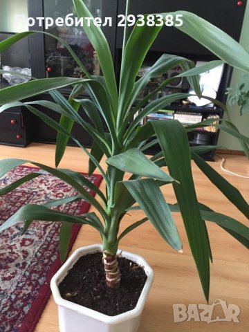 Млада и здрава Юка- 130 см, снимка 1