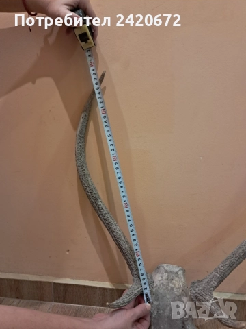 еленови рога, снимка 6 - Декорация за дома - 52221523