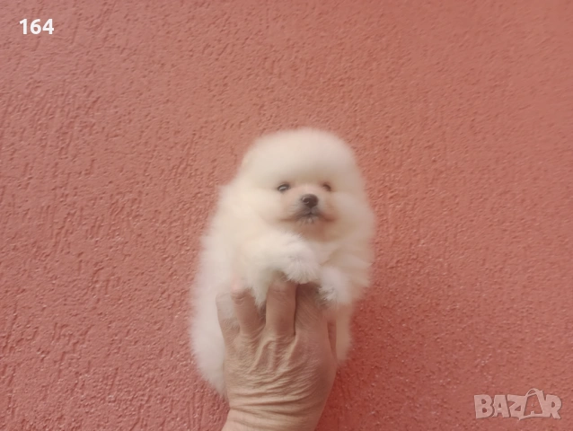 Померани. Момиче и момче. Реални снимки от 08.02.26 г, снимка 3 - Померан - 53324281