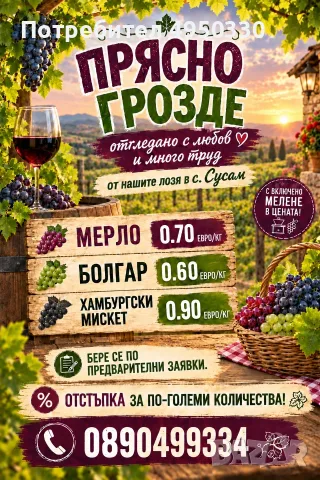 Грозде сорт Мерло Болгар и Хамбургски мискет 