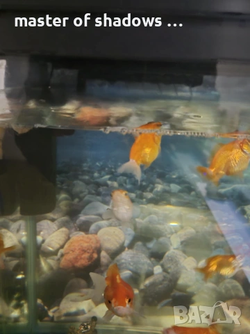 златни рибки 1.28 евро  брой