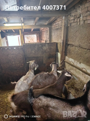 4 кози и чистокръвен англонубийски пръч , снимка 5 - Кози - 53130276