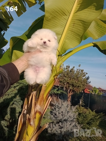 Померани. Реални снимки от 10.12.25 г. 