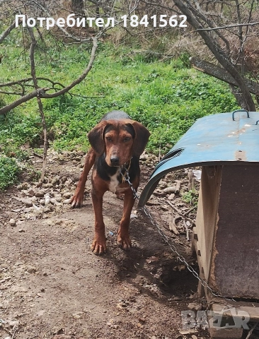 Продават се гончета 