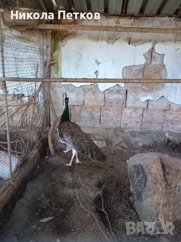 Паун арлекин, снимка 3 - други­ - 52777395