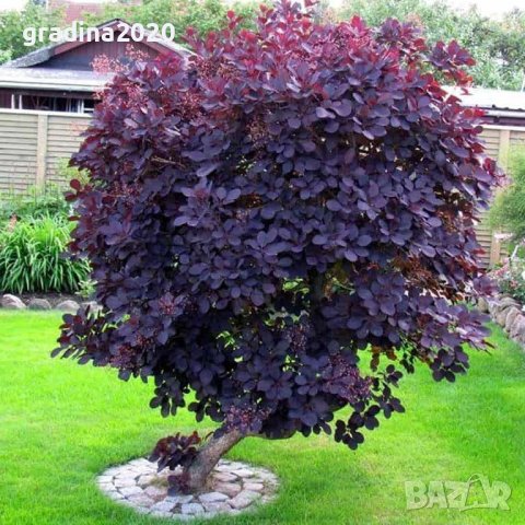 Червена Смрадлика (Cotinus coggygria 'Royal Purple'), снимка 3 - Разсади - 40979101