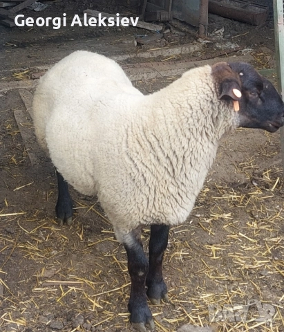 Чистокръвен коч, Съфолк., снимка 3 - Овце - 51788000