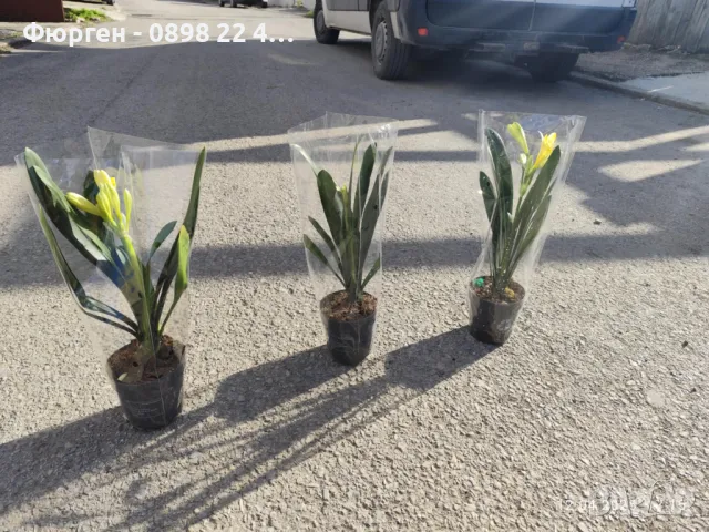 Киливия - Жълта, снимка 5 - Разсади - 49936153