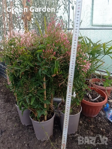 Жасмин Ароматен , снимка 2 - Градински цветя и растения - 53686369